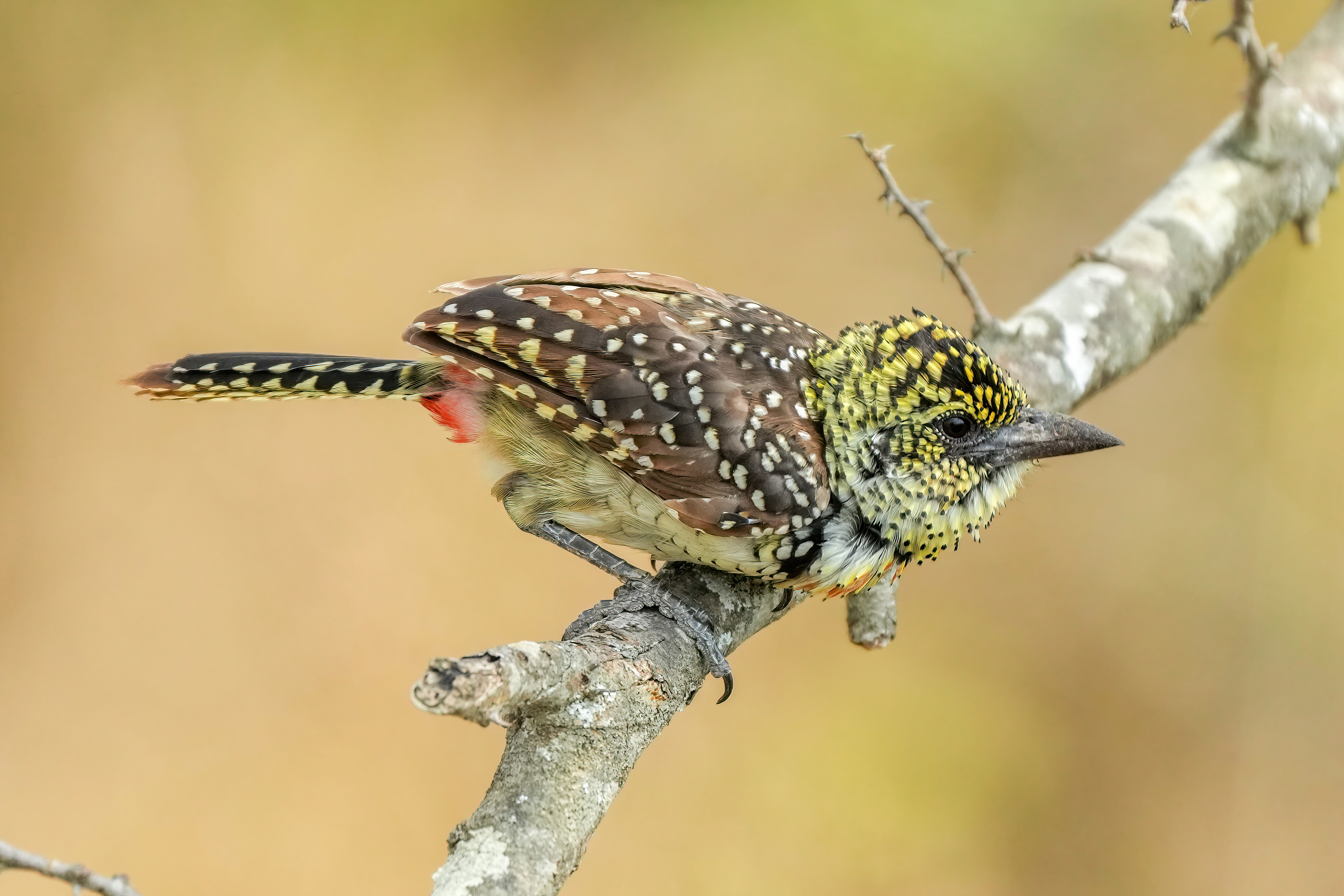 The Bird